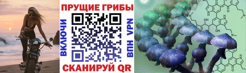 Псилоцибиновые грибы Psilocybe  где найти наркотики  Котельнич 
